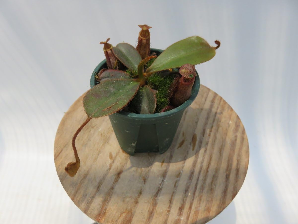 Amazon.co.jp: N.palawanensis(BE-3651)× N.edwardsiana Kinabalu 'T