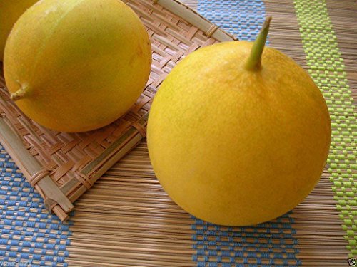 Dosakai Melon Cucumber Seeds (Cucumis melo) Indian Round Yellow Cucumber !(25 Seeds)