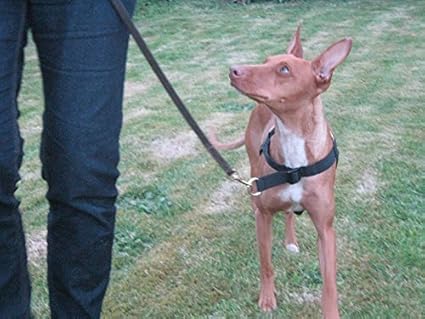 brilliant k9 harness amazon