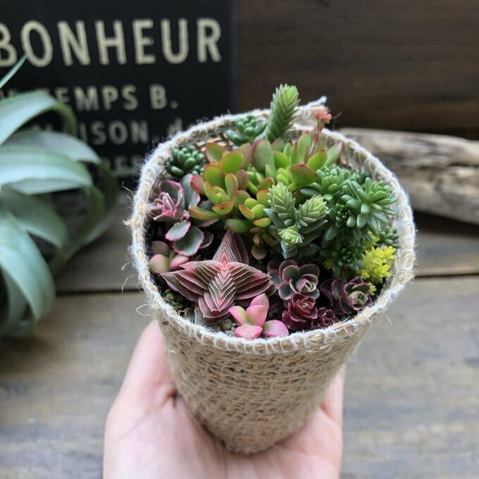 確認用 多肉 セダム 寄植え 多肉植物】 『セダムの寄せ植え』 【Aタイプ】 | すべての商品