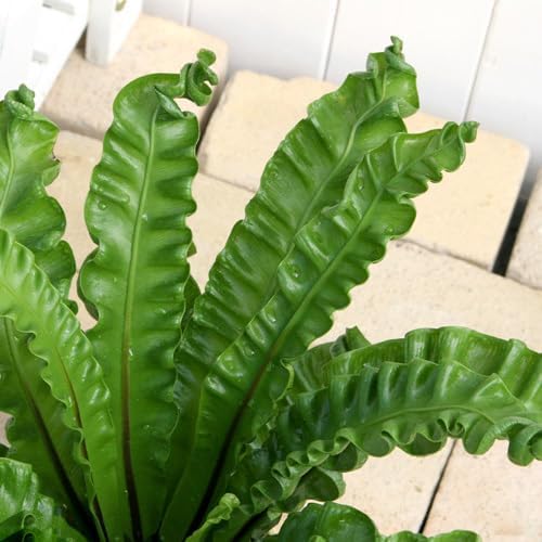 Amazon｜（観葉植物）シダ アスプレニウム プリカーツム アカキ 4号（1鉢）｜観葉植物 オンライン通販
