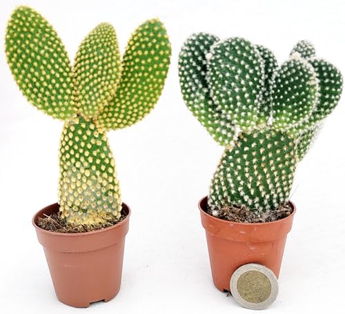 OPUNTIA MICRODASYS A SPINA BIANCA e GIALLA, FICO D'INDIA MICRO IDEALE PER TERRARIUM, Vaso5,5cm diametro, piante vere