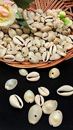 Natural Sea Shells for Craft Work, Pack of 300