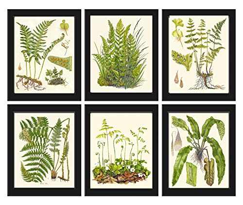 Botanical Set of 6 Prints Unframed Antique Beautiful Ferns Green Forest Nature Home Room Fern Decor Wall Art Botanical Set of 6 Prints Unframed Antique Beautiful Ferns Green Forest Nature Home Room Fern Decor Wall Art