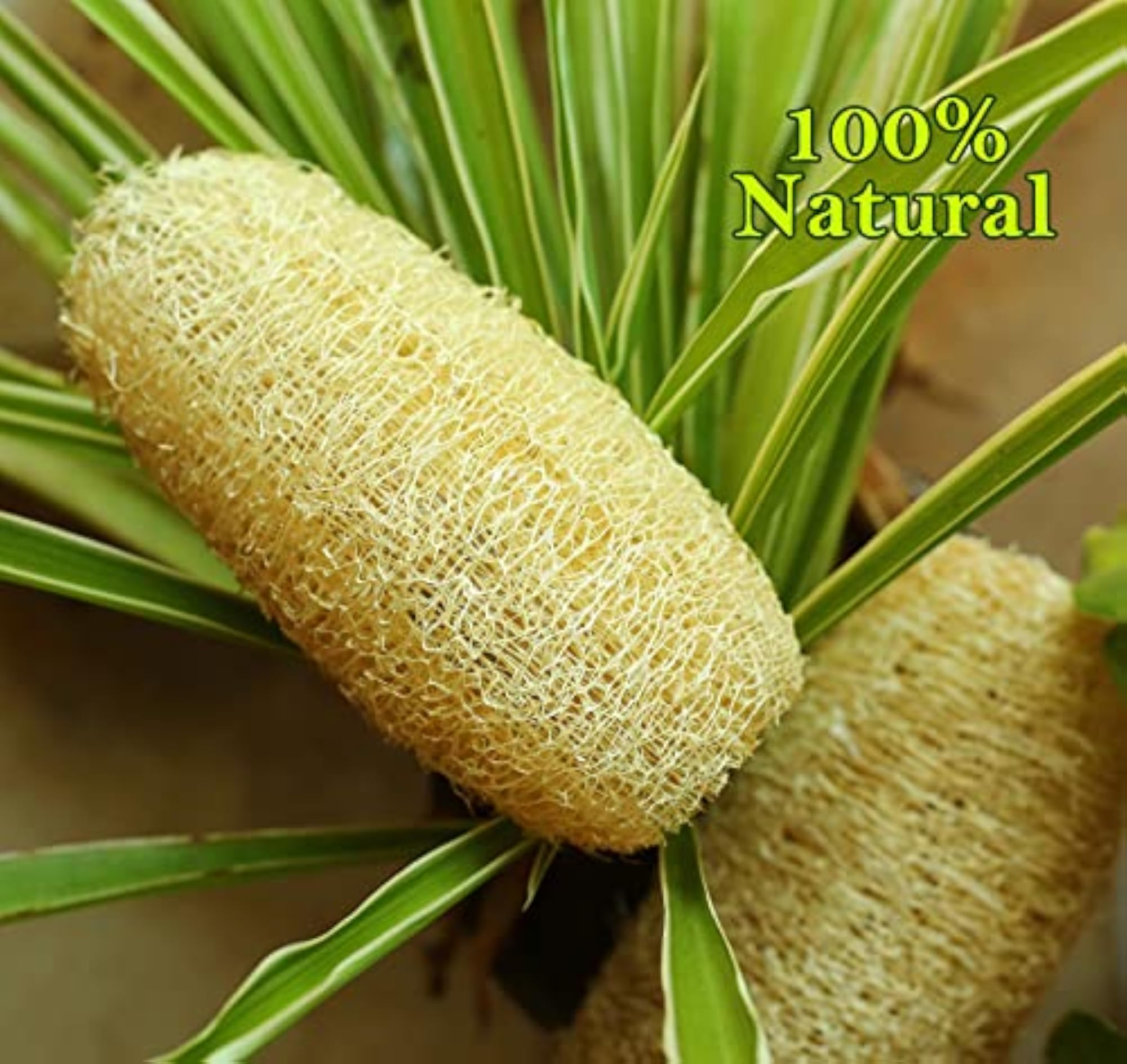 Organic 100% Natural Whole Loofah Bath Sponge, Pack of 5