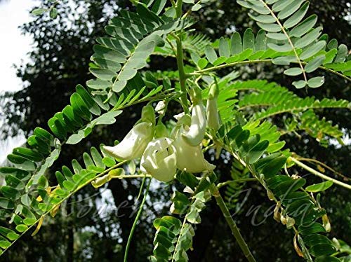 Agasti Sesbania grandiflora 4 month old sapling plants (B07WN97SFC) Amazon Price History, Amazon Price Tracker