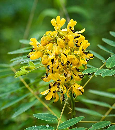 Mphmi Live Plants Nursery Garden Indian Senna - Plant (B0BV69RVLL) Amazon Price History, Amazon Price Tracker