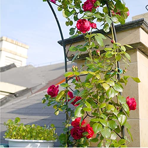 Plantes grimpantes à l'extérieur arc décoratif idéal pour fêter