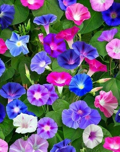 Buy4seeds Flower Morning Glory Ipomoea Mixed 200 Finest Seeds Easy to Grow Garden Yard Patio