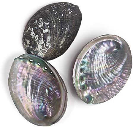 3 Pcs Abalone Shell Smudge Bowl 3.5-4.5 inch Abalone Shell for Smudging Bulk Wholesale Incense Burner for White Sage Smudge Sticks