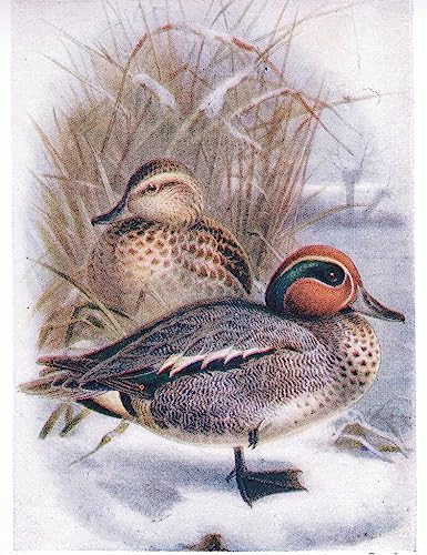 Peinture Décorative sur Toile Archibald Thorburn Sarcelle Art Premium 60x90