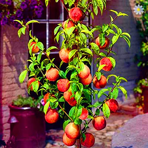 Chuxay Garden Dwarf Bonanza Peaches,Peach Fruit Tree 10 Seeds Sweet Fruit Gardening Gifts Fresh Non-Transgenic Edible Great For Garden #TOP4