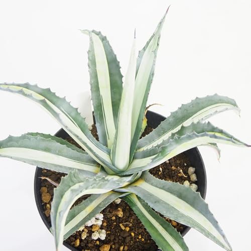 �h�s�`�m�r�d �A�K�x �؊�(�P�S��) 9�� 1����y�i��őI�ׂ鑽���A���z�w���FAgave americana var. mediopicta 'Alba'/�A�K�׉�(�L�W�J�N�V��)�A�K�x��(�����E�[�c������) �ϊ��������A��/���Y�n�F���L�V�R/�ʖ��F��