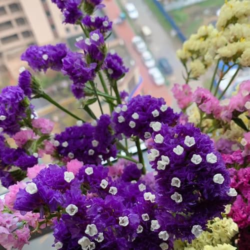 semi di lavanda di mare biologici - giardino esterni 50pcs