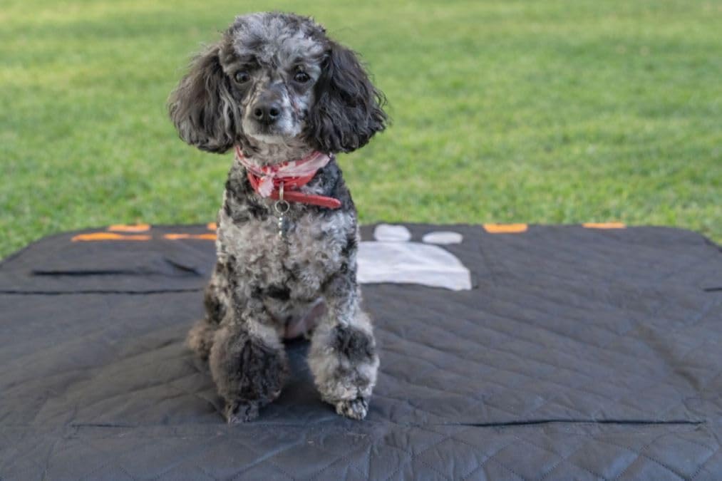 4-in-1 Convertible Dog Car Seat Cover, Waterproof Back Seat Hammock for Cars, SUVs, and Trucks