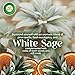 Air Wick Vibrant Plug In Scented Oil Warmer + Refills, Infused with Essential Oils, Plug In Air Fresheners for Home, Mixed Pack, Gadget + 3 ct