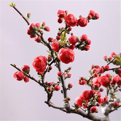 Captivating Malus Spectabilis Crab-Apple and Begonia Seedlings 15-18 inch Tall Beautiful Potted Plants for Your Garden, Yard, and Home Decor