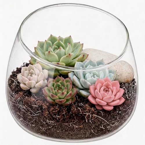 NUOBESTY Decorative Slanted Glass Bowl Vase 4.72In Clear Terrarium Container for Indoor Succulent Planting Small Planter Pot for Home Centerpieces and Desk Decor