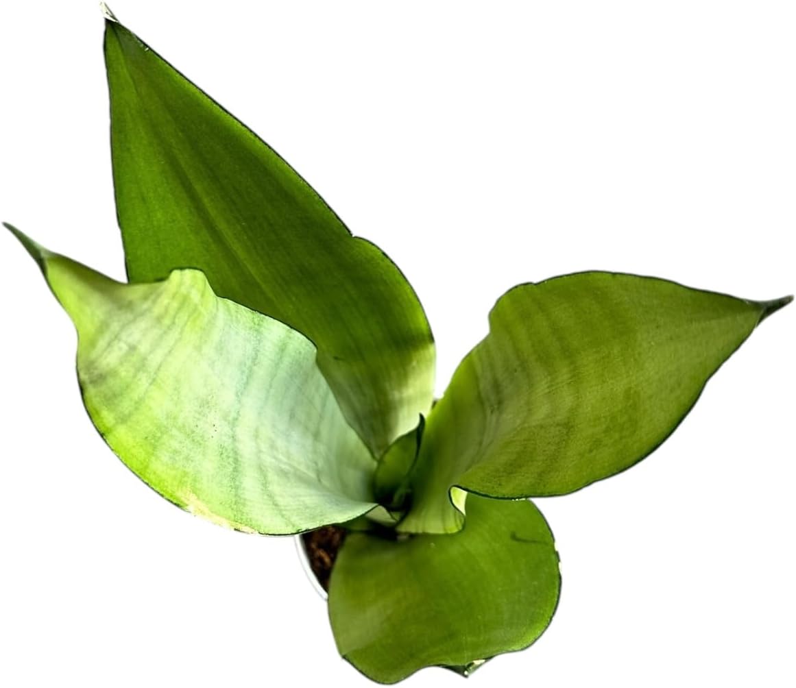 Snake Plant, Sansevieria Moonshine, Live Indoor Plant, 4 inch Pot - Hopewind Plants Shop