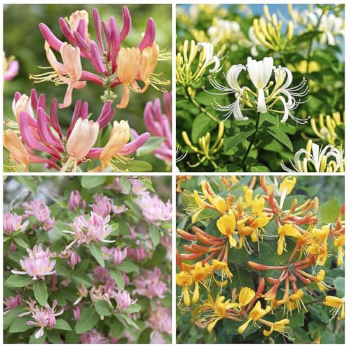 210+ Mix Honeysuckle Seeds for Planting in Home Garden- Non-GMO