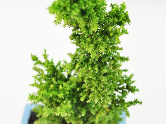 Amazon.co.jp: 盆栽妙 八房杉 杉 盆栽 ミニ盆栽 鉢植え プレゼント