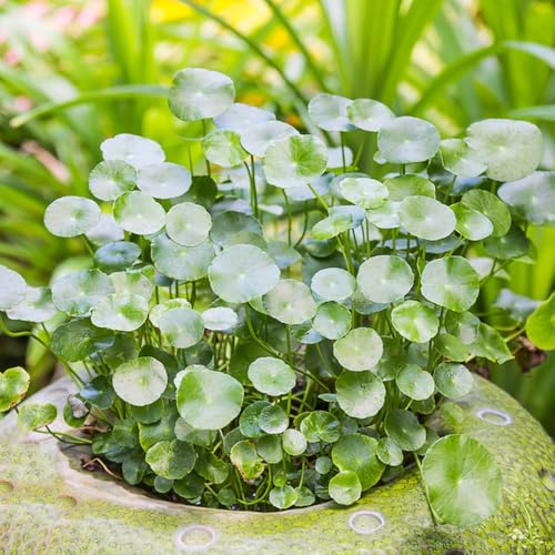 semillas de centella asiática - jardín cobertura del suelo resistentes balcón interior 200pcs
