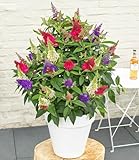 BALDUR Garten 1x Zwerg-Schmetterlingsstrauch 'Butterfly Candy® Trio', Pflanze...