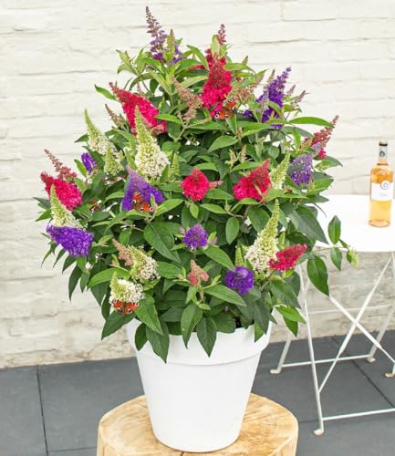 BALDUR Garten 1x Zwerg-Schmetterlingsstrauch 'Butterfly Candy® Trio', Pflanze im 3 Liter-Topf, 3 wundervolle Farben in einem Topf, süßer Blütenduft, lockt Schmetterlinge an, winterhart, pflegeleicht