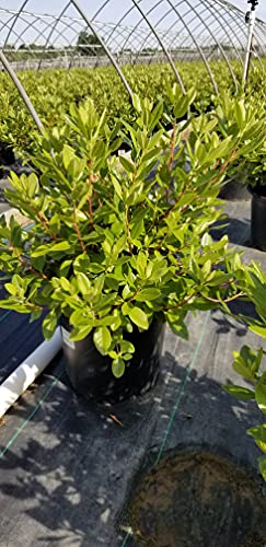 Live Plant, Rhododendron X `Pjm Elite` Evergreen Lavender Flowers, 3-Gallon Fully Potted Plant Bush From Green Promise Farms #TOP3