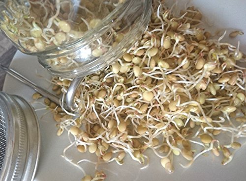 Preisvergleich Produktbild 1Kg BIO Keimsprossen LINSEN Keimsaat Sprossensaat Keimling Microgreens Grünkraut Sprossenzucht Sprossen