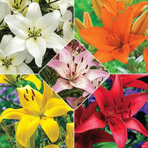 ANGIOOOUTLETS Asiatic Lily Multicolor Flower Bulbs Easily Germinating - Pack of 5 (Perfect Combo Pack) (Pack of 15) (B0CJK2DQ3C) Amazon Price History, Amazon Price Tracker