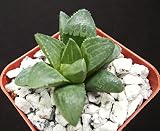 Haworthia retusa, rare exotic bonsai succulent plant cacti cactus cacti 2" Pot