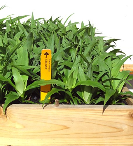 Pineapple Plants Elite Gold Includes Four (4) Plants