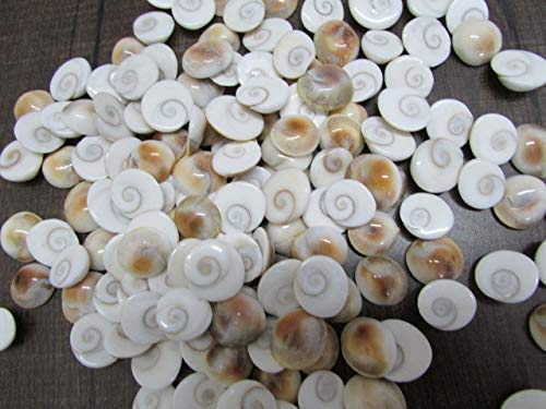 Anjum and Munir Gomti Chakra-25pcs | Gomthi Chakra-25pcs |Gomati Chakra -25 pcs