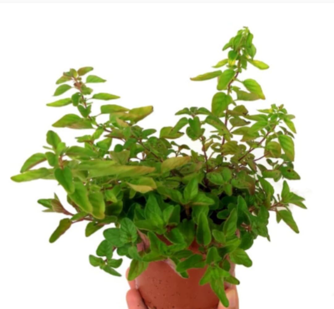 Pack de 6 Plantas Aromaticas Naturales. Mix de plantas aromáticas, 15-20 cm. Menta piperita, Ruda graveolens, Peregil, Oregano comun, Santolina, Ajedrea. Segura Garden.