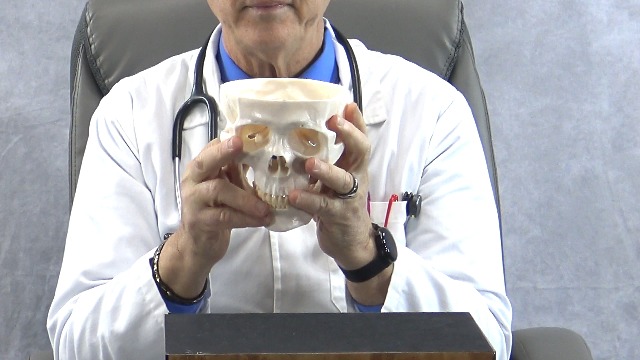 Image of Human Skull Model for Anatomy, Life-Size Anatomically Correct Skull with Magnetic Assembly, 3-Part Detachable Realistic Skull for Medical Students, Artists, Classroom Teaching Display
