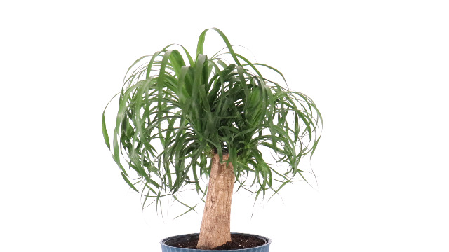 succulent vase Large Succulent Artificial Plant in Ceramic Vase (Set of 2)