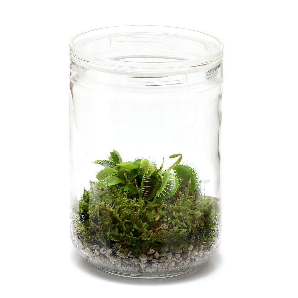 Amazon｜【charm】（食虫植物）苔テラリウム ハエトリソウ ガラス