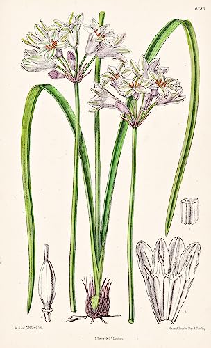 Brodiaea (Triteleia) Howellii - Native of the Western United States - Tab. 6989 - Pflanze Planzen plant plants / flower flowers Blume Blumen / botanical Botanik botany / aus 