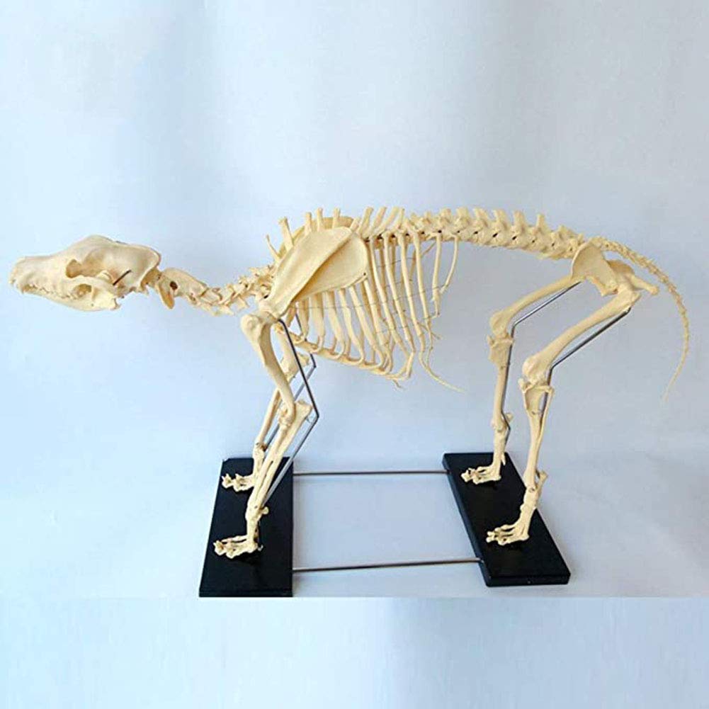 Sjdopulse Dog Skeleton Specimen Model Animal Anatomy Teaching And Human Biology Teaching Veterinary Teaching Demonstration Tool