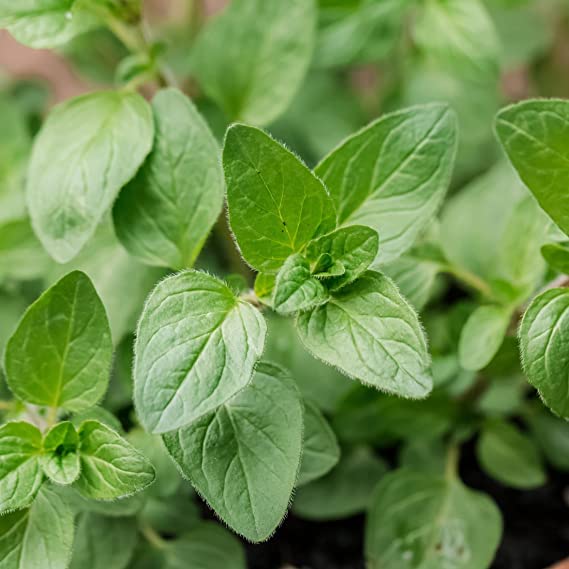 3 x Oregano Herb Plants - Oregano Herb Plants for The Garden Or Patio Pots