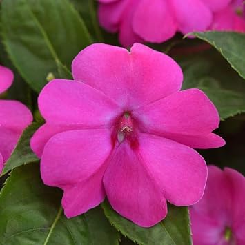 Park Seed Solarscape XL Pink Jewel Hybrid Impatiens Seeds - Pack of 10 Seeds, AAS National Winner 2024, Vibrant Pink Blooms, Disease-Resistant, Ideal for Containers, Beds, and Borders