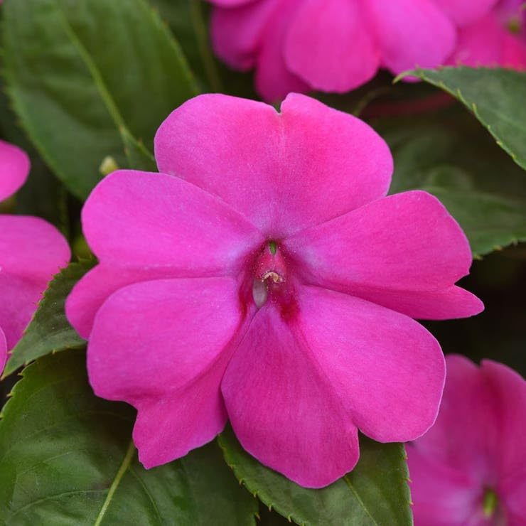 Park Seed Solarscape XL Pink Jewel Hybrid Impatiens Seeds