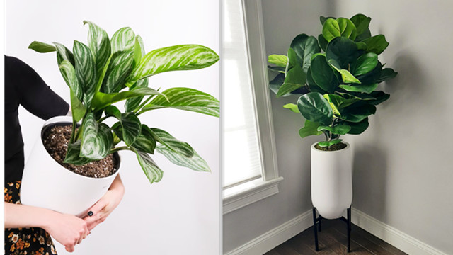 Support De Plante En Bambou Et En Fil Métallique Panacea, 16 Po, Noir