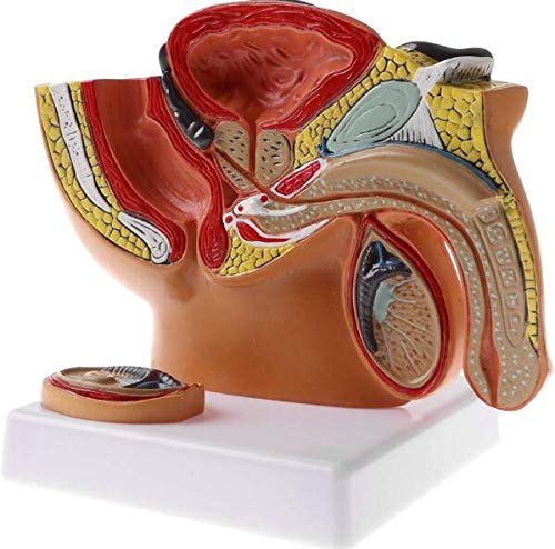 Pelvis masculina natómica Modelo 1: 2 Mini modelo anatómico sagital de la pelvis masculina humana, testículos, próstata, sistema urinario para exhibición de estudio anatómico Cover