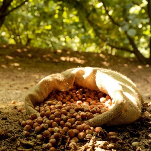 Destefanis & Novero | Avellanas Naturales del Piamonte tgt, Crudas Descascarado, con Piel y sin tostar, fruto seco saludable, fuente de vitaminas y fibra, perfectas para desayunos y aperitivos, 1 kg