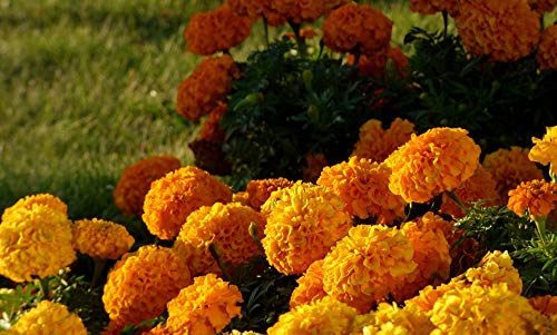 Nika Seeds - Flowers Mexican Marigold Cool Mix Annual - 350 Seeds #TOP5