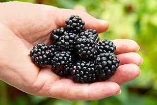 Ponca BlackBerry Plants Pack of 2 - (5-9" Tall) – Sweetest Thornless Live Berry Bushes – Cold Hardy Zones 5-9 – Self-Supporting Rubus Starter for Patio Containers or Outdoor Gardens – High Yield