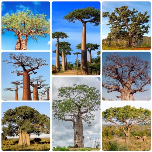 55 piezas de semillas de árbol de baobab - Adansonia digitata - plantas en macetas exteriores, semillas de árboles de baobab resistentes, semillas de árboles, semillas de bonsái, plantas en