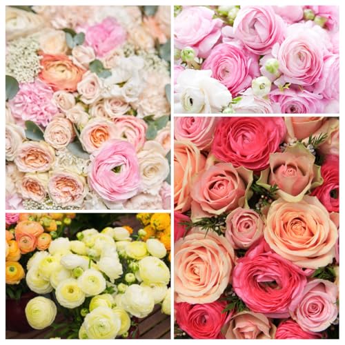 5+ Mixed Color Ranunculus Bulbs Assorted Rainbow of Double Blooms Spring Flowering Bulbs Wedding Flower Bulbs for Garden Beds Borders Cut Flowers & Container Gardening